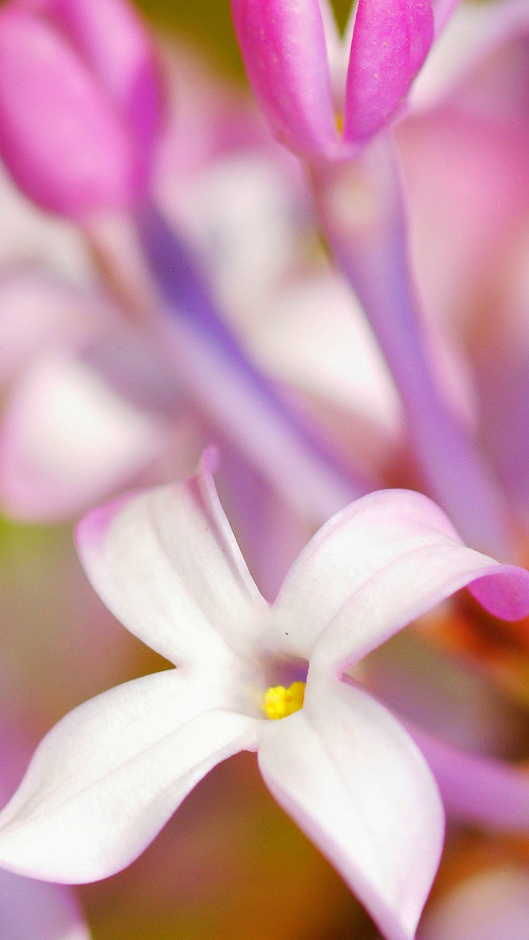 Pentax K100D + Pentax smc D-FA 100mm F2.8 Macro WR sample photo. 鲜花 photography