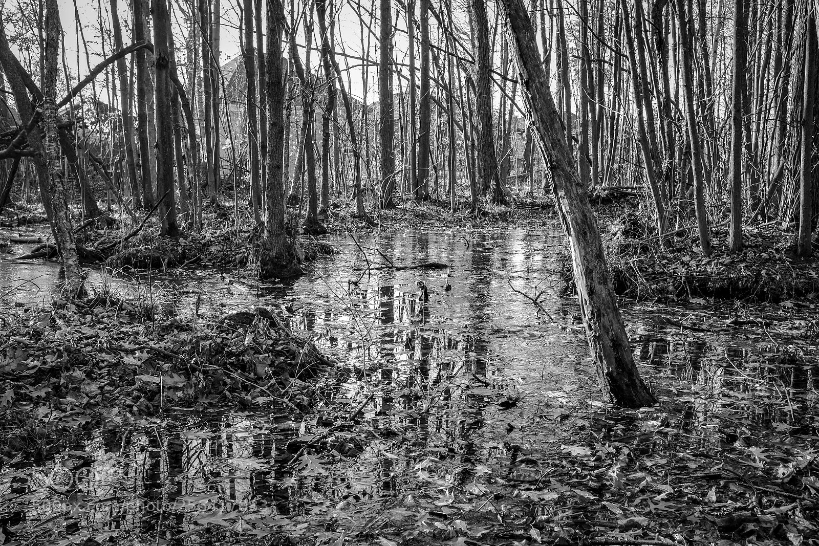 Fujifilm X100S sample photo. Swamp b&w photography