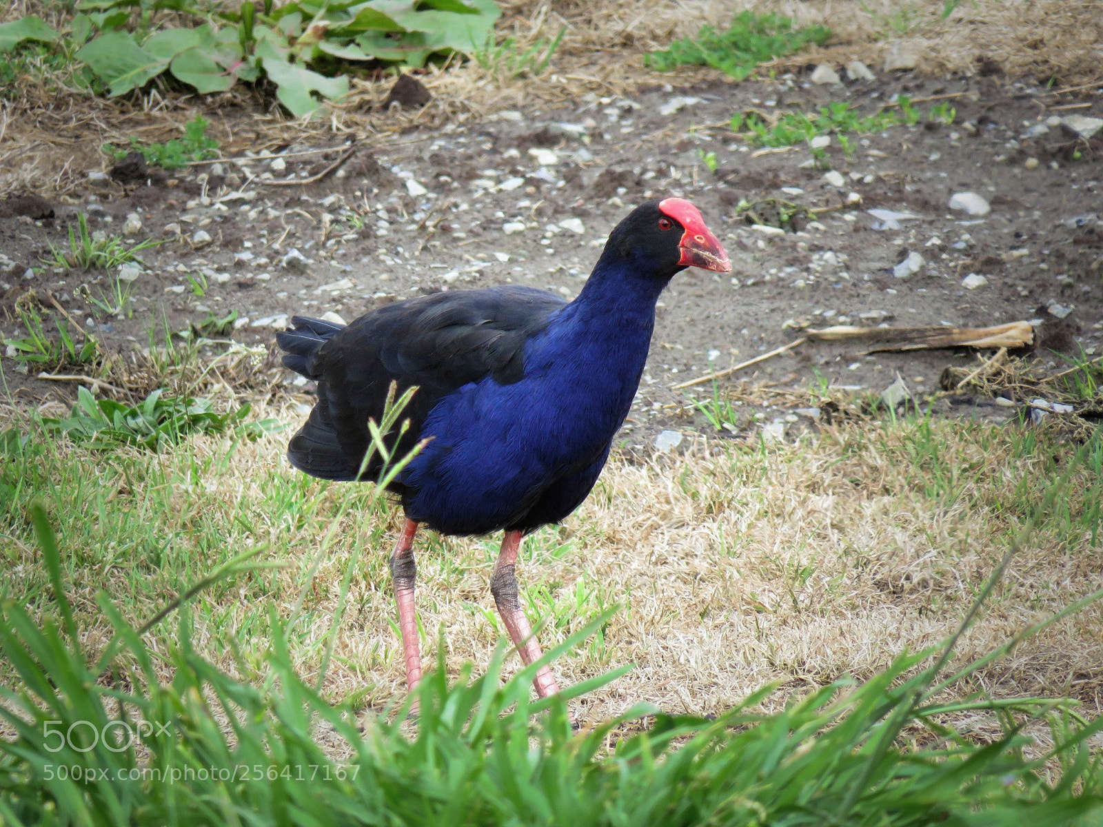 Canon PowerShot SX540 HS sample photo. Wandering pukeko photography