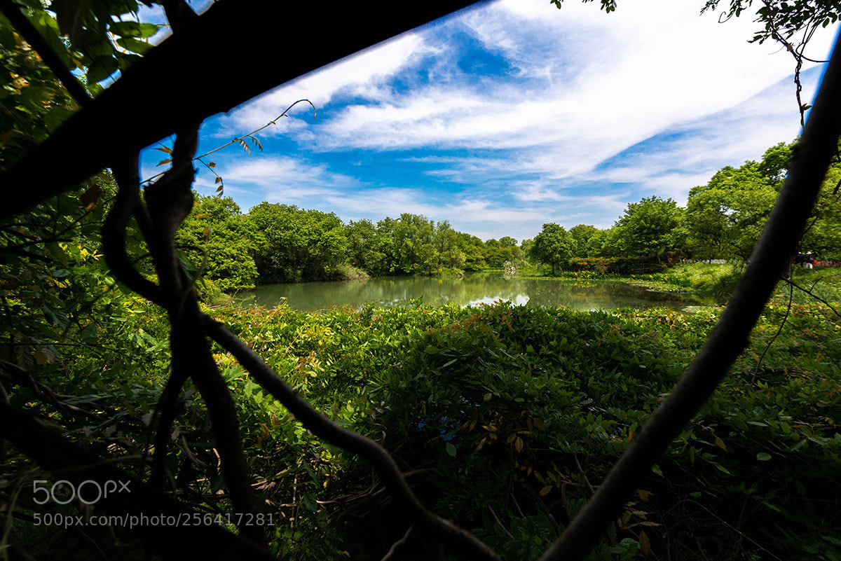 Nikon D800E sample photo. Hangzhou xixi wetland photography