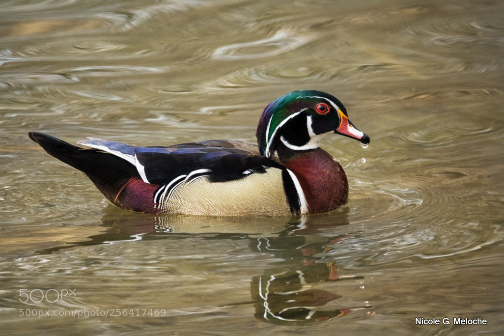 Sony Cyber-shot DSC-RX10 III sample photo. Wood duck on a photography