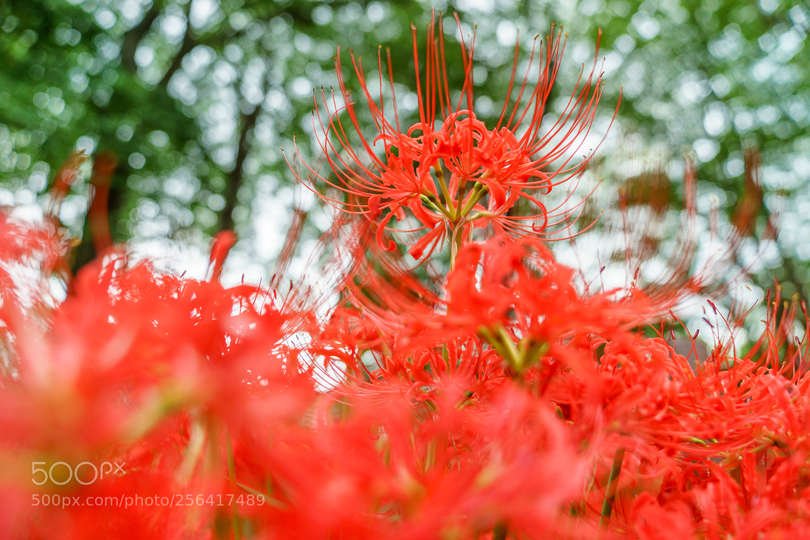 Sony a7 II sample photo. Cluster amaryllis photography