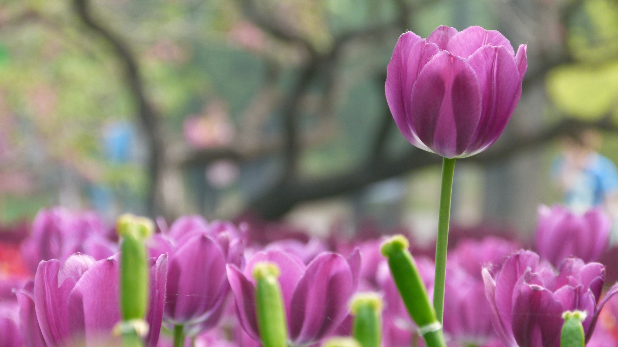 Leica V-Lux 2 sample photo