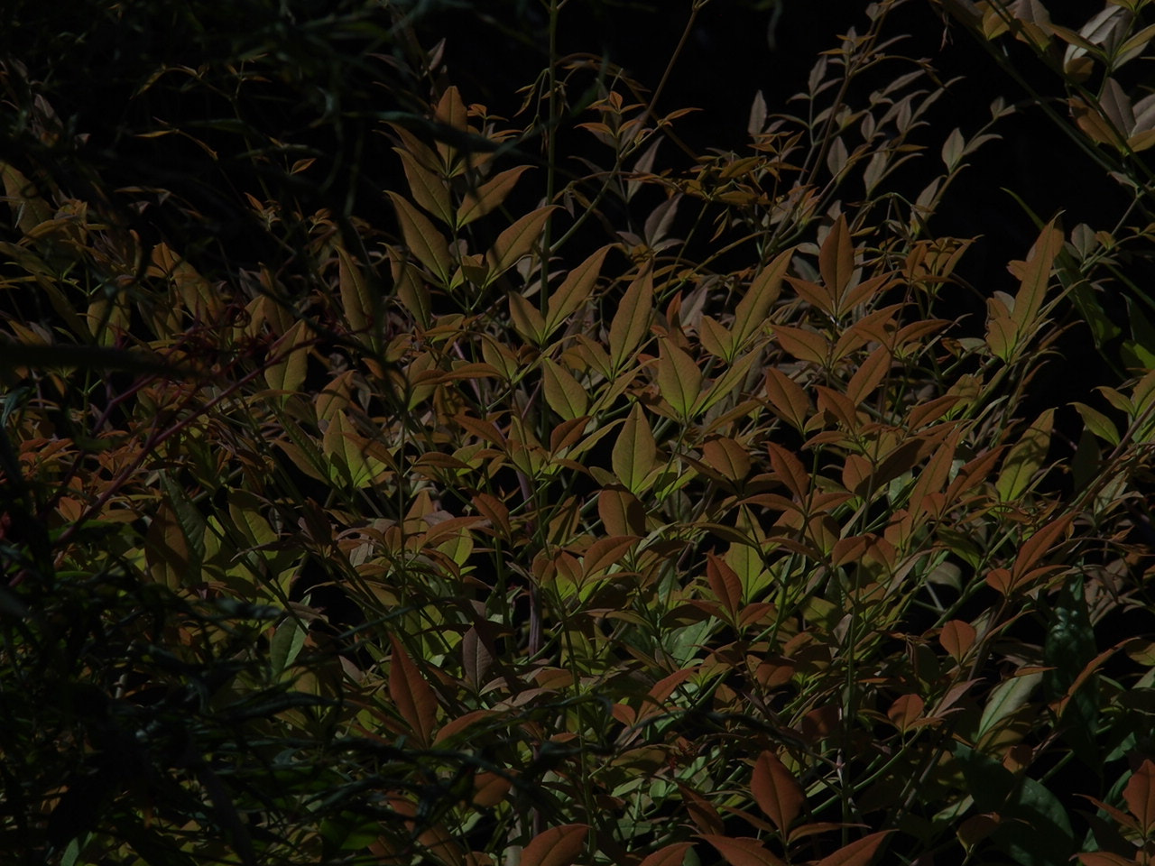 Olympus STYLUS1,1s sample photo. Green photography