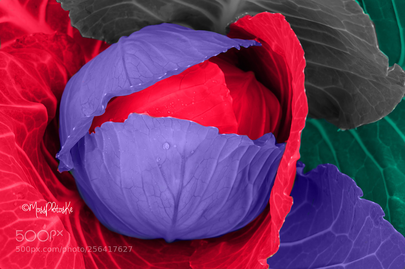 Nikon D3300 sample photo. Cabbage different colors photography