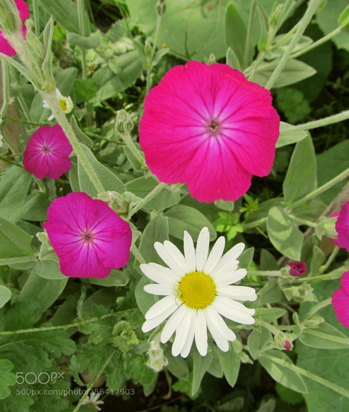 Canon PowerShot SX130 IS sample photo. Noda nature photography
