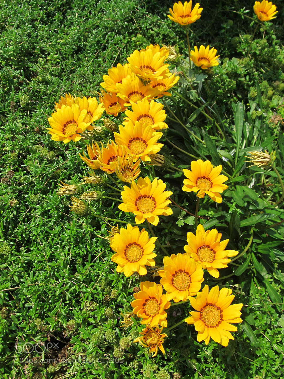 Canon PowerShot SX130 IS sample photo. Noda nature photography