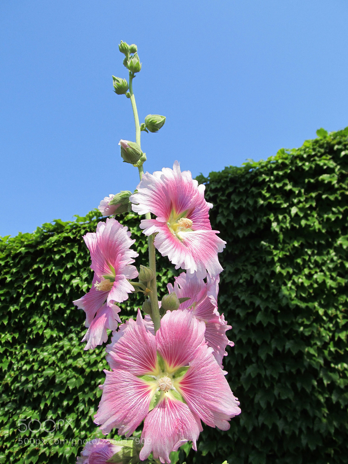 Canon PowerShot SX130 IS sample photo. Noda nature photography