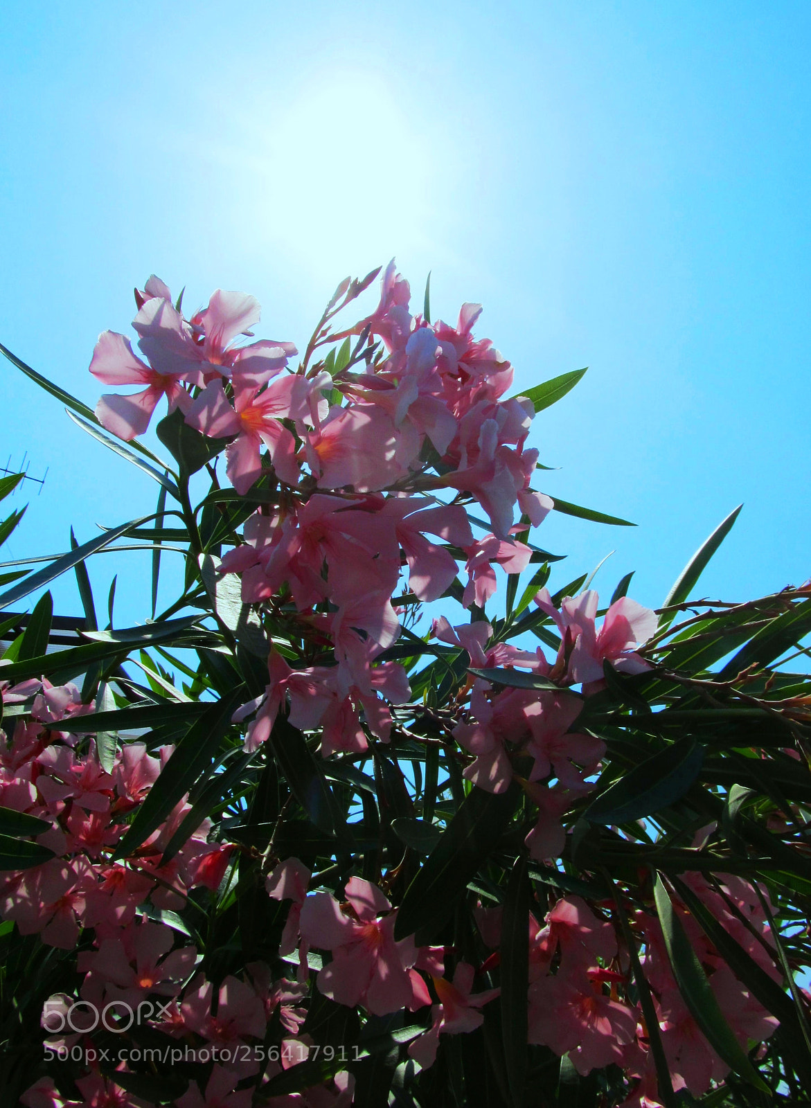 Canon PowerShot SX130 IS sample photo. Noda nature photography