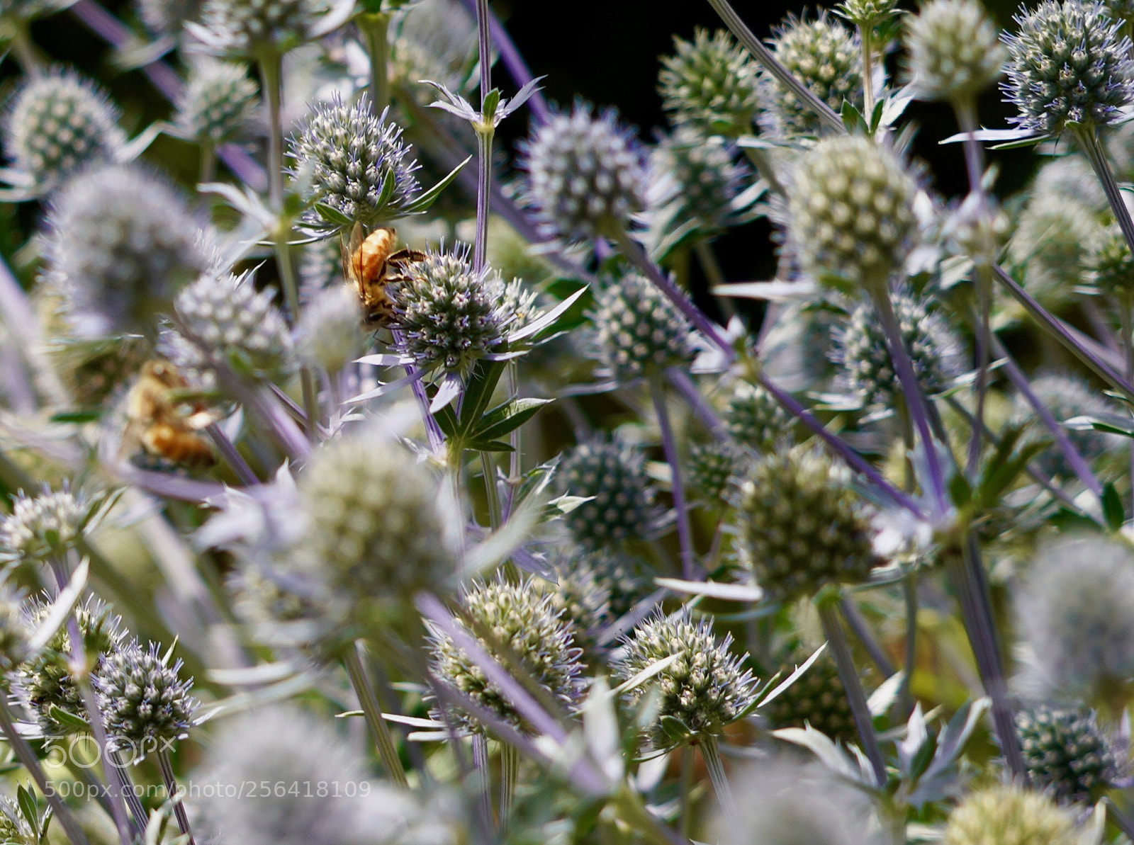 Sony a9 sample photo. Thistles photography