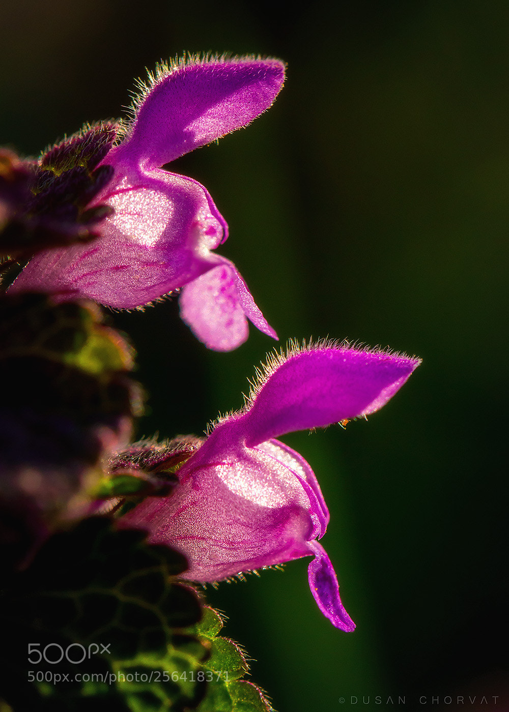 Canon EOS 100D (EOS Rebel SL1 / EOS Kiss X7) sample photo. Dead-nettle photography