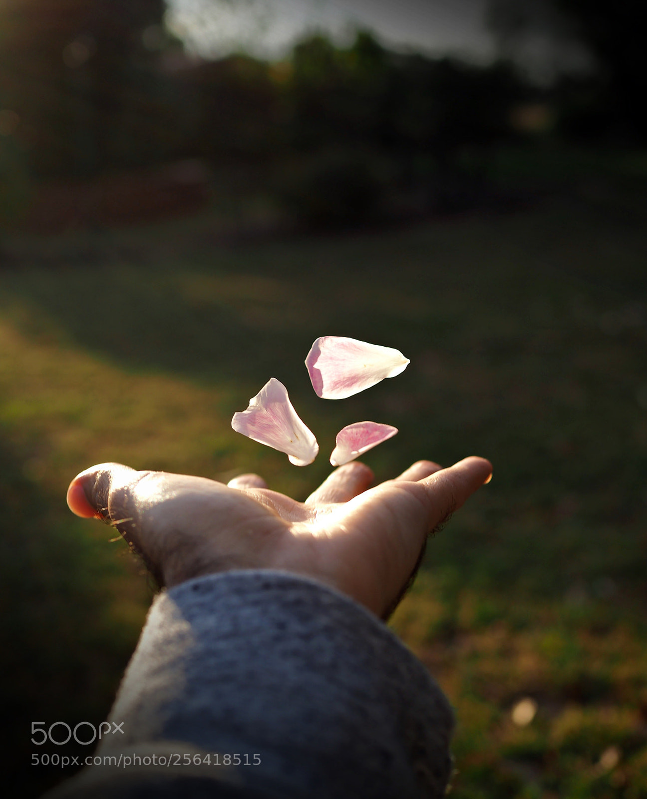 Olympus OM-D E-M10 sample photo. Light in the hand photography