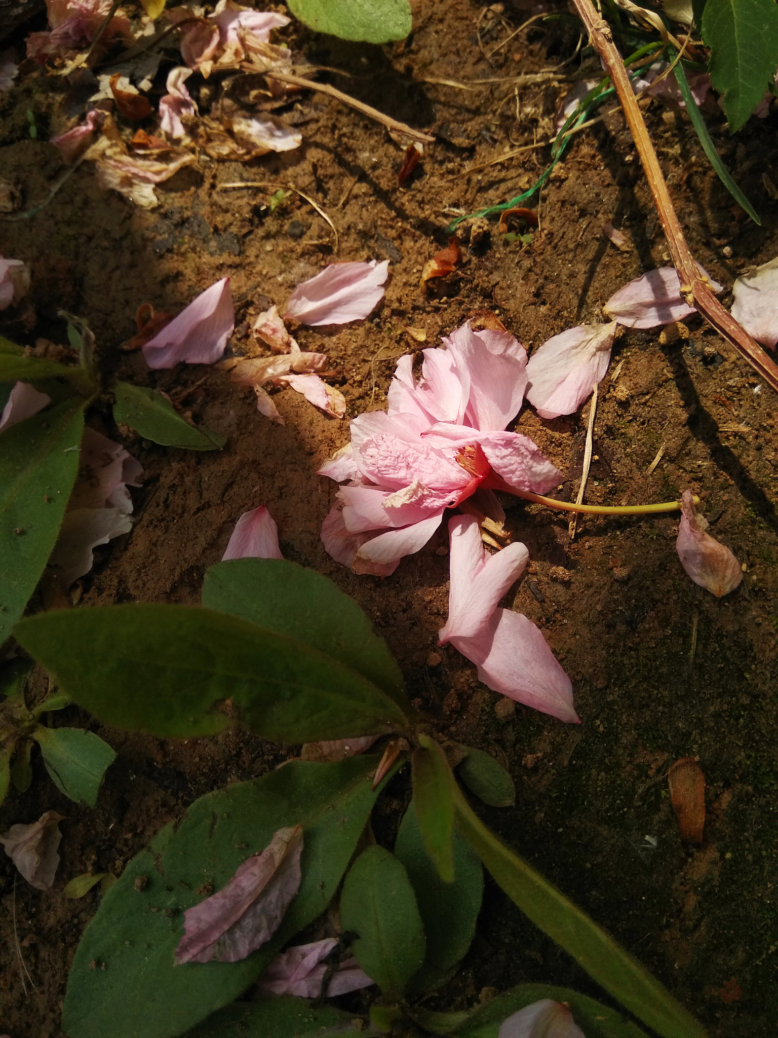 Xiaomi Redmi Note 4X sample photo. Cherry bloom fade photography