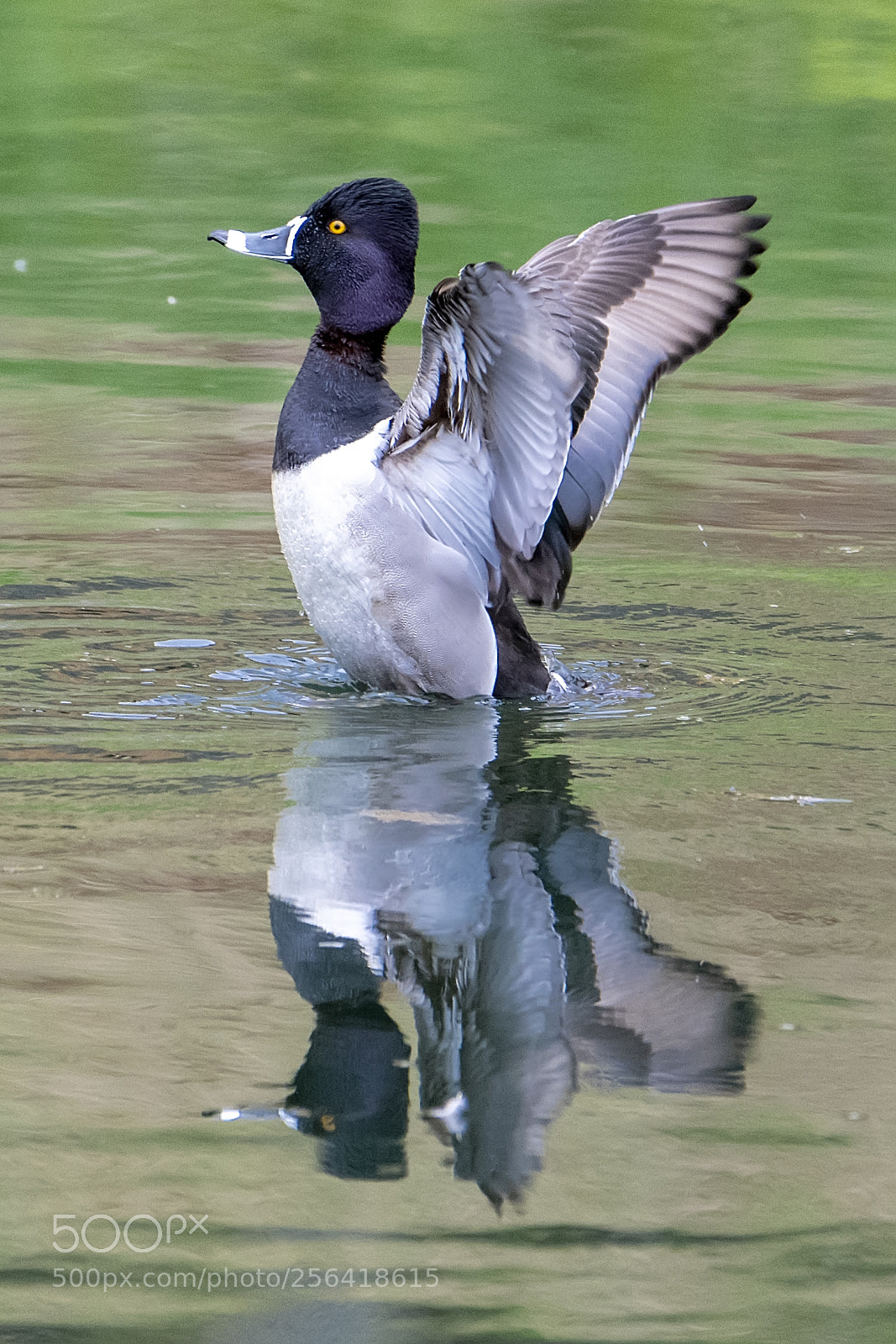 Nikon D850 sample photo. Ring necked duck flapping photography
