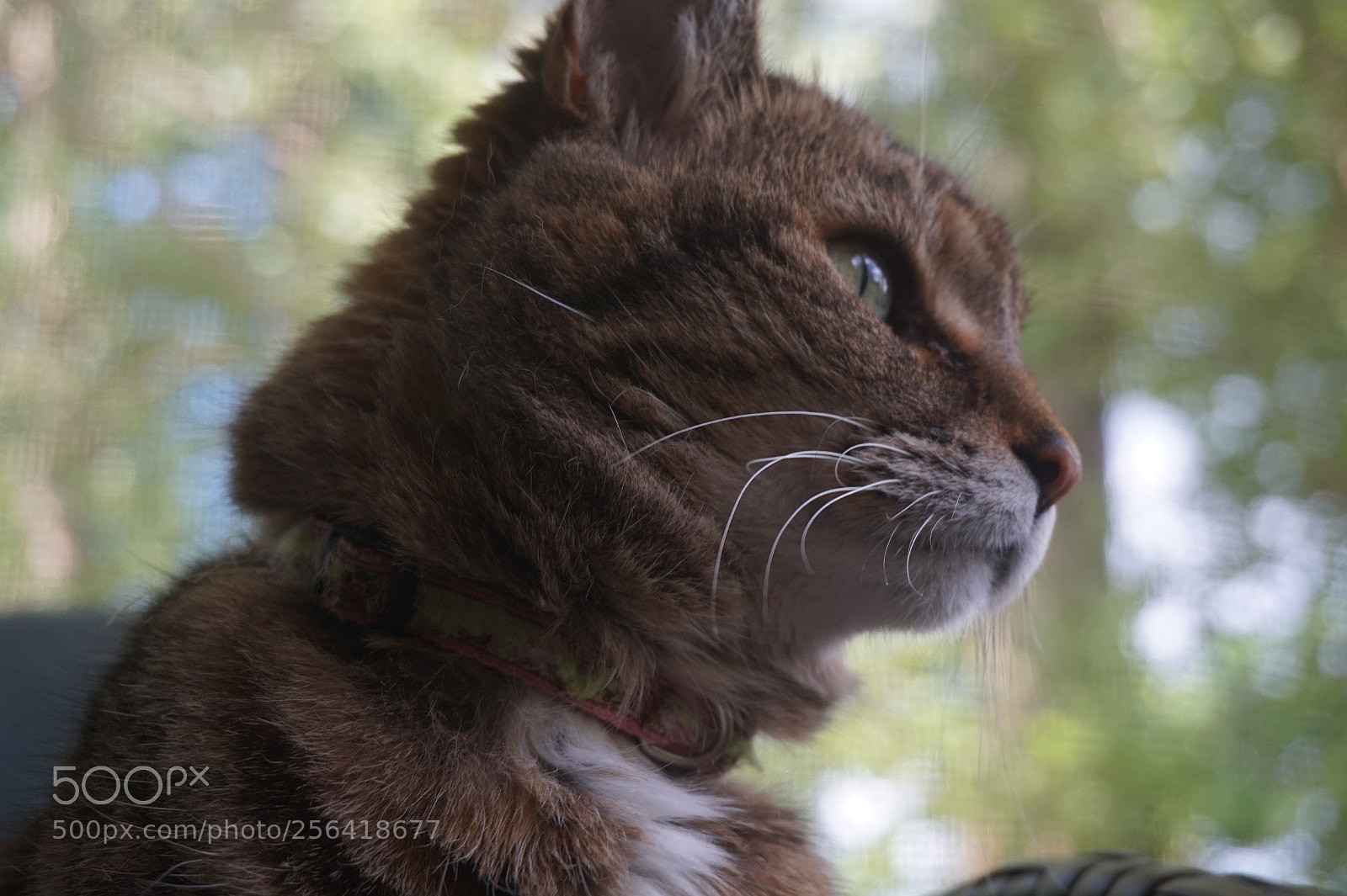 Sony Alpha a5000 (ILCE 5000) sample photo. Cat photography