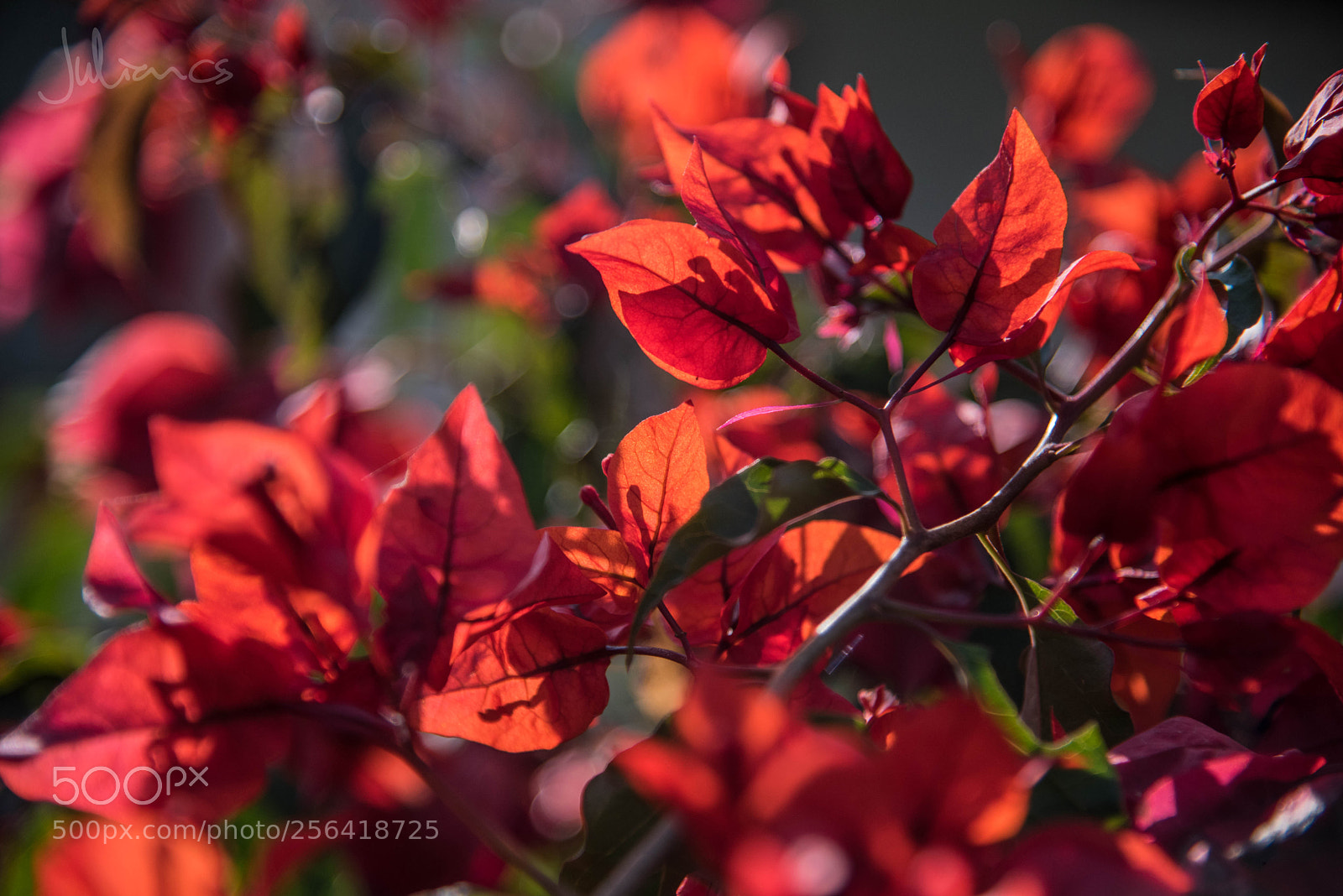 Nikon D750 sample photo. Sombras al atardecer photography