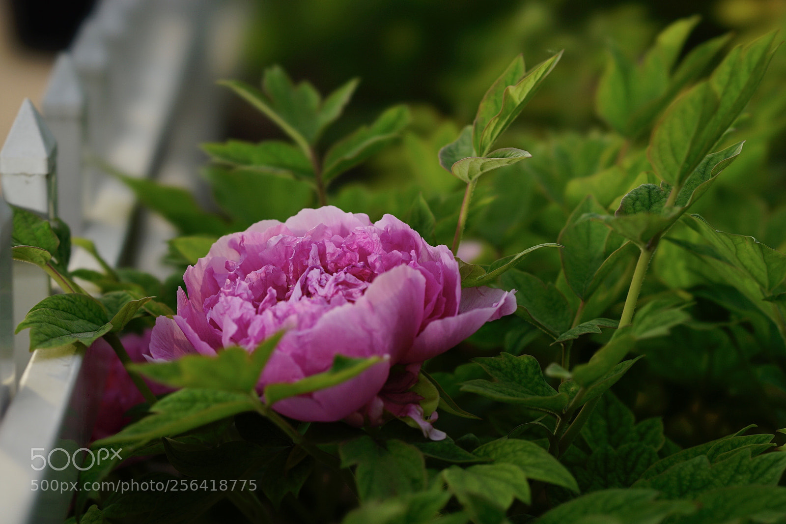 Sony a7 II sample photo. 嚮往⋯ photography