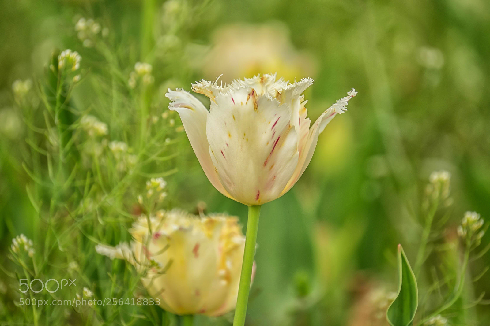 Fujifilm X-T1 sample photo. Spotted tulip photography