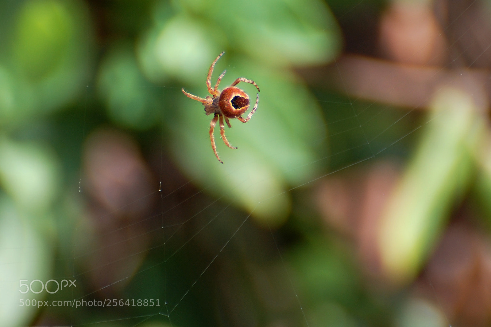Nikon D40 sample photo. Working photography