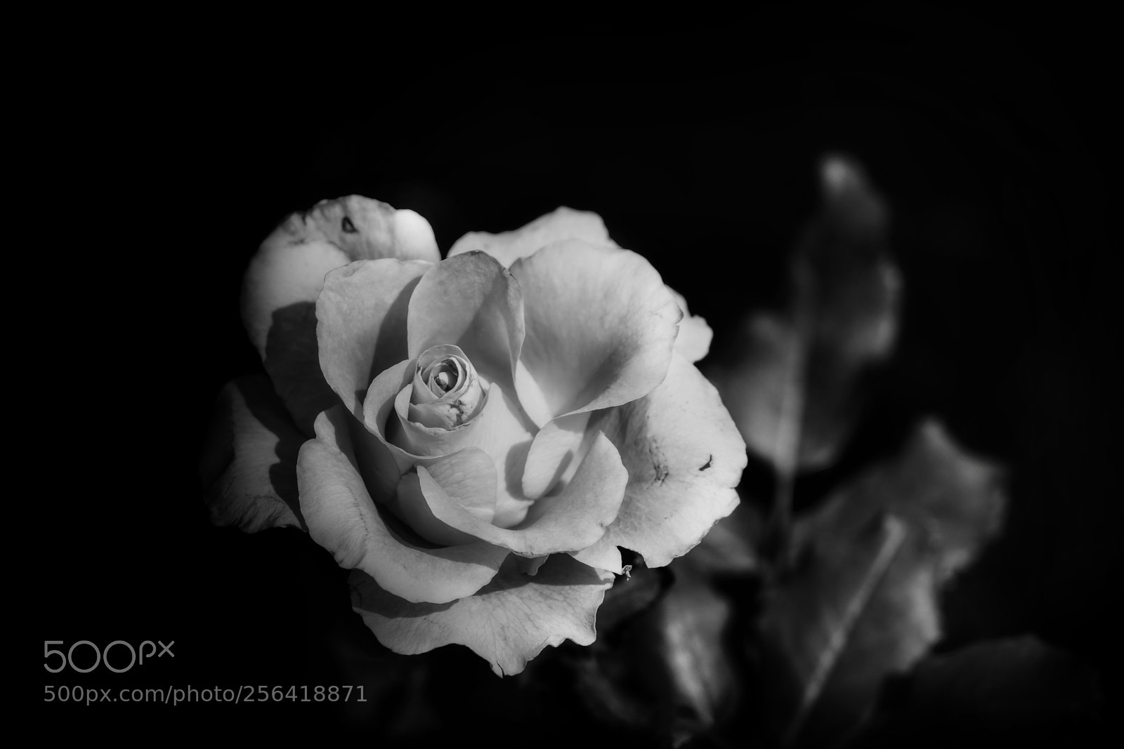 Sony a6300 sample photo. Rose photography