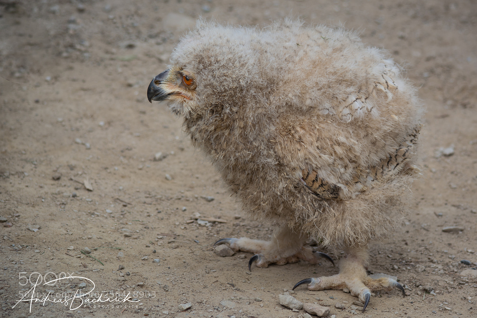 Nikon D5200 sample photo. Baby owl on the photography