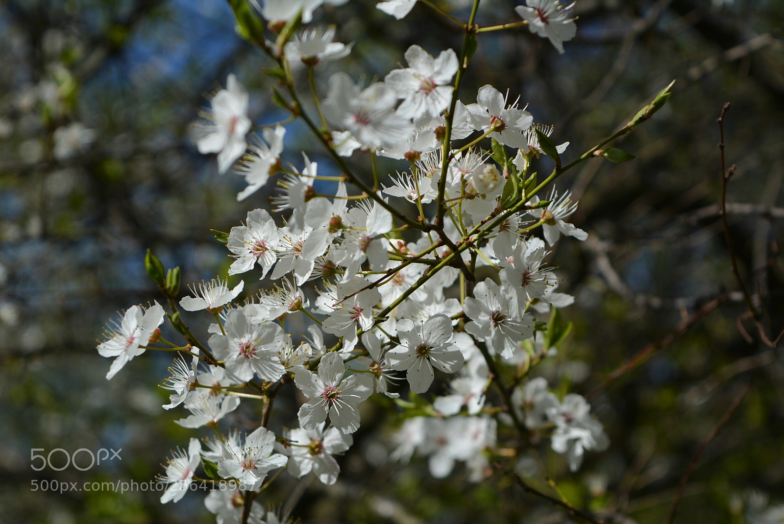 Nikon D5200 sample photo. Mirabelki11 photography