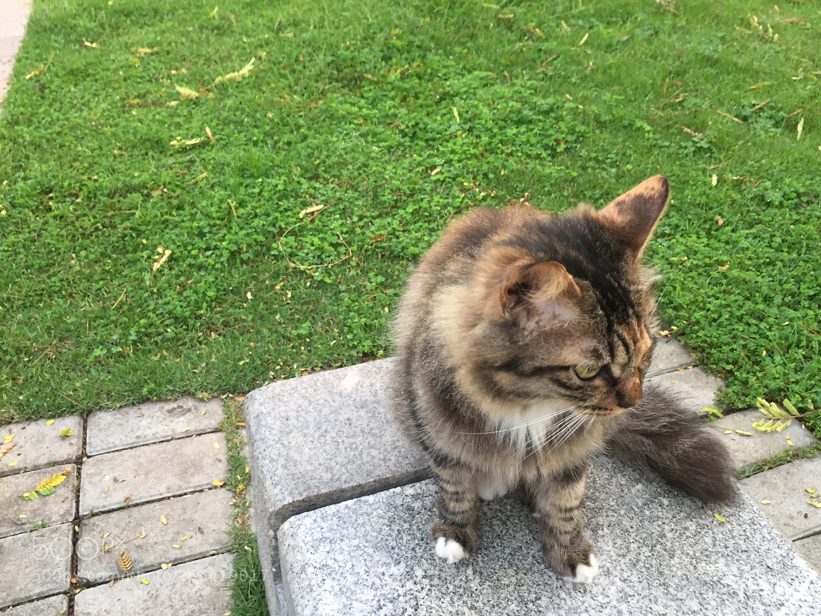 Apple iPhone 6 sample photo. Cat photography