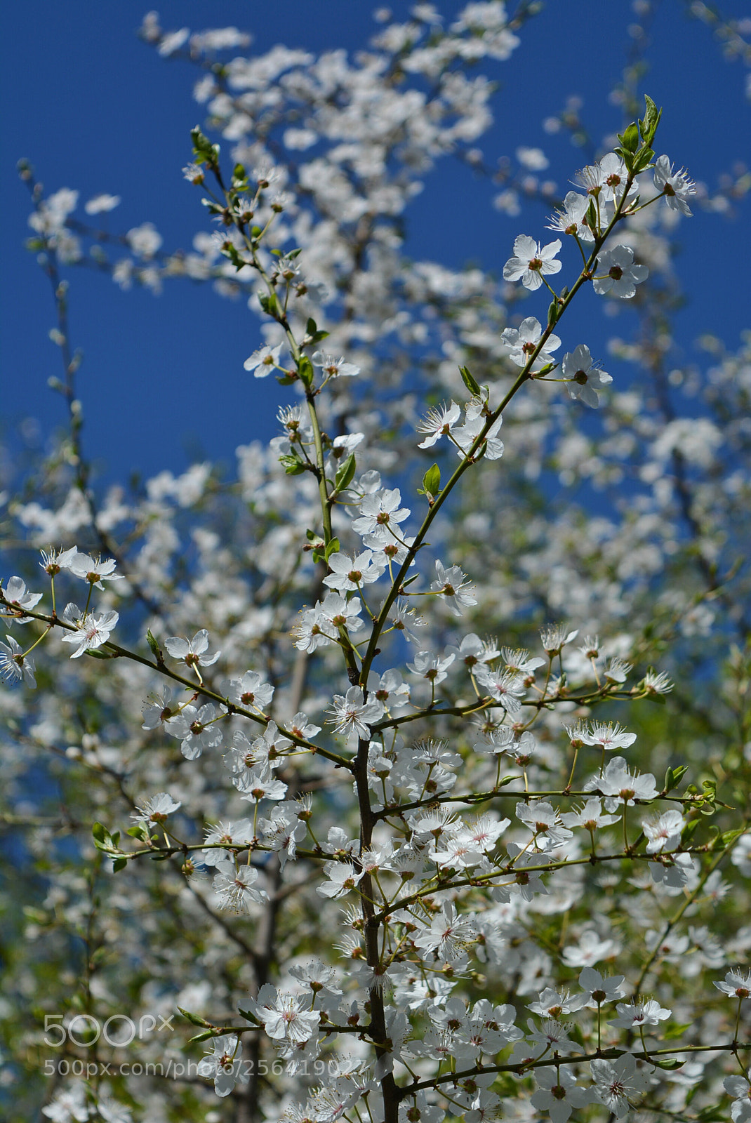 Nikon D5200 sample photo. Mirabelki12 photography
