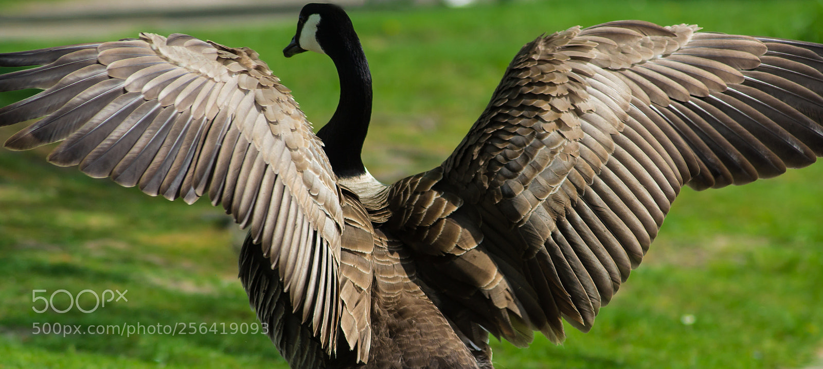 Nikon D3100 sample photo. Close but far away photography