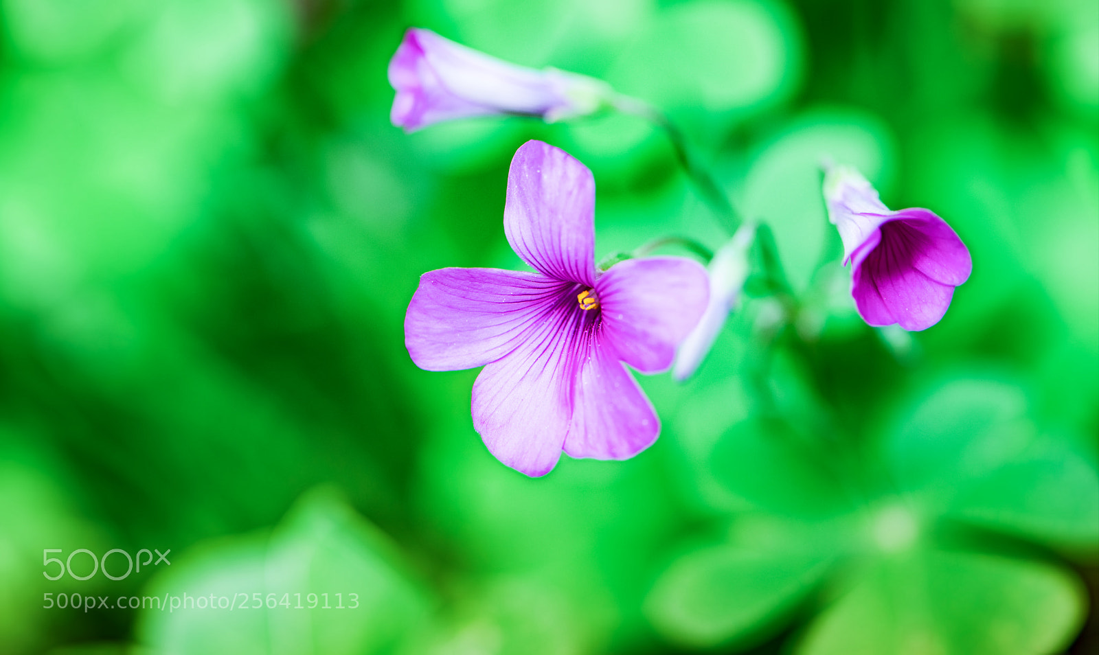 Nikon D850 sample photo. Lucky .... photography