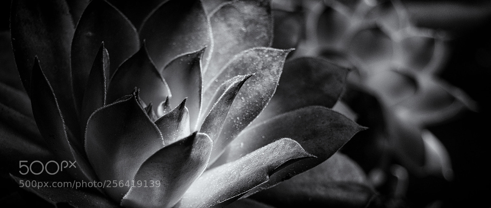 Olympus OM-D E-M10 II sample photo. Vigilance photography