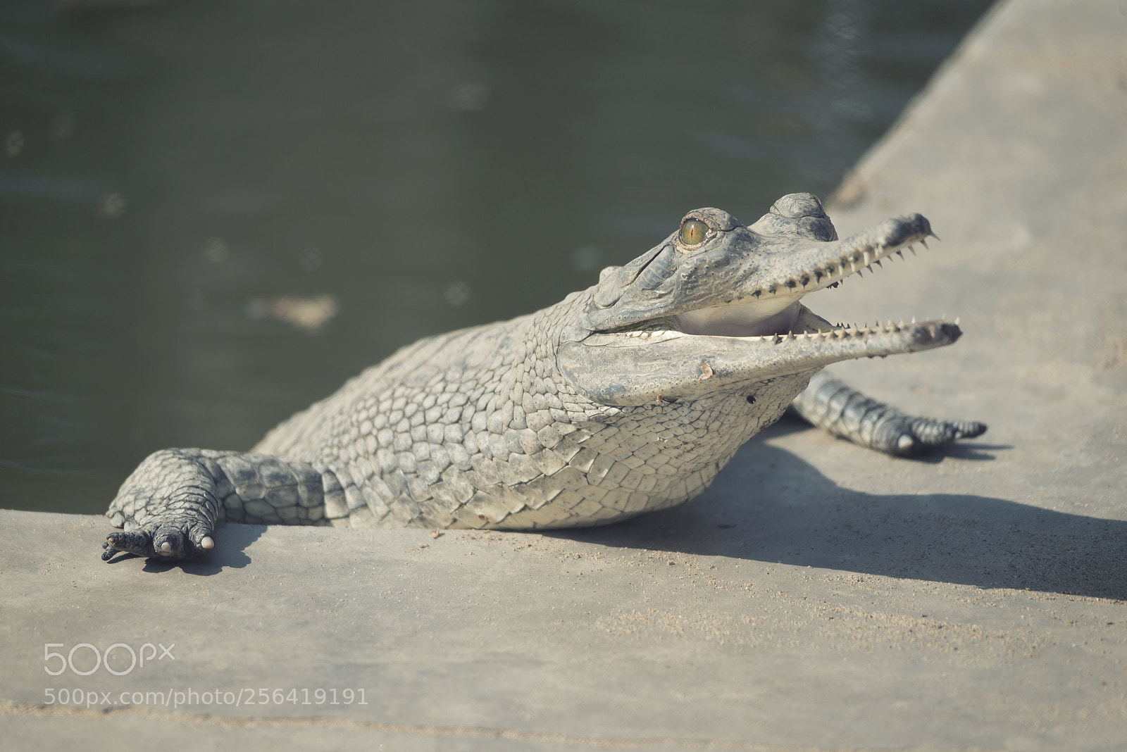 Nikon D750 sample photo. Sunbathing time photography