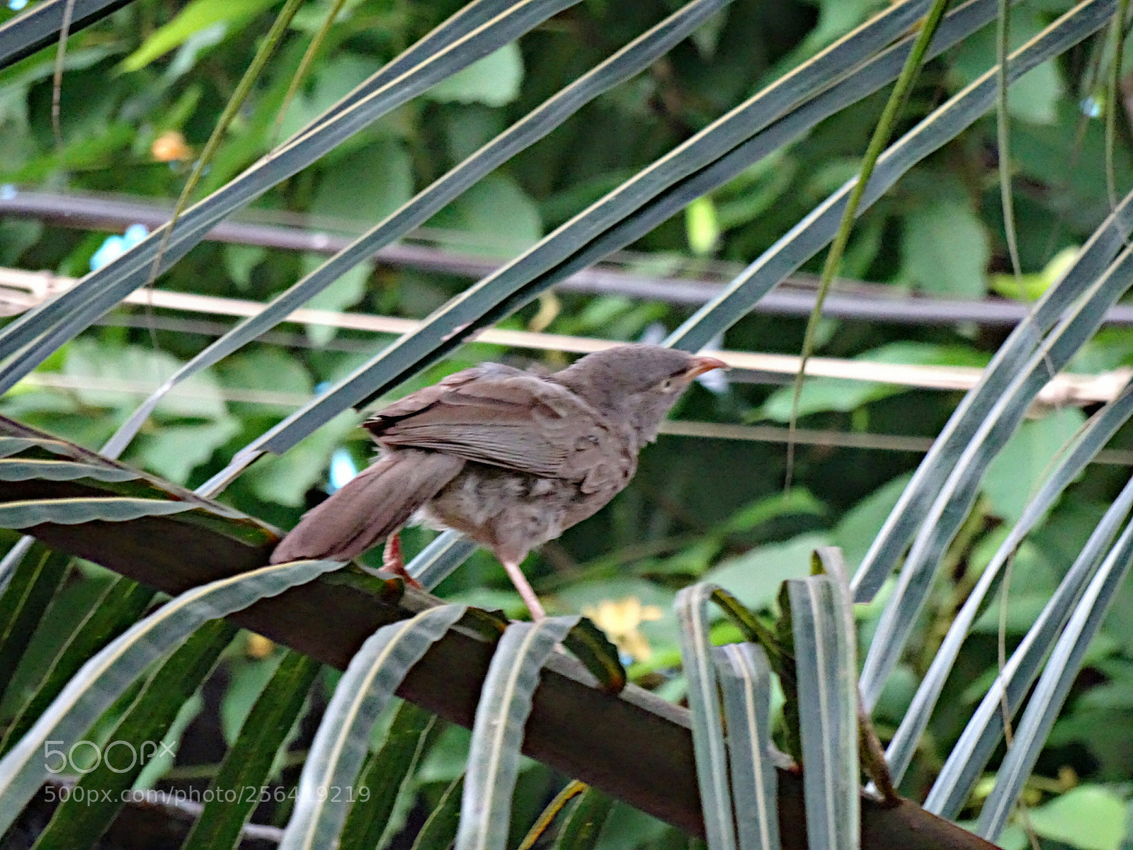 Sony Cyber-shot DSC-HX90V sample photo. Babbler photography