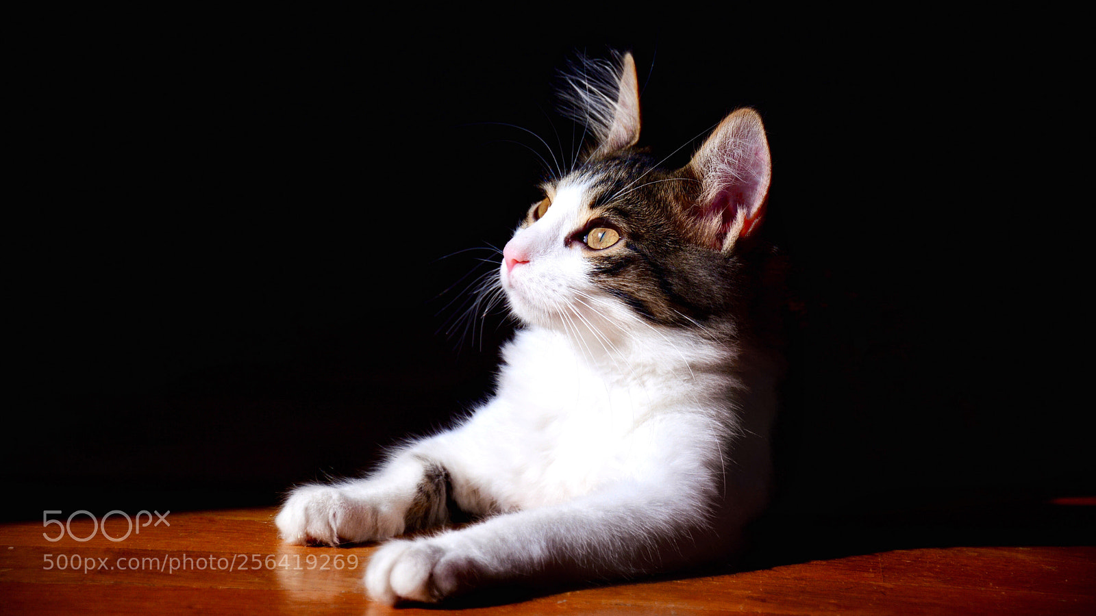 Nikon D7100 sample photo. Darkness is brightness.  photography