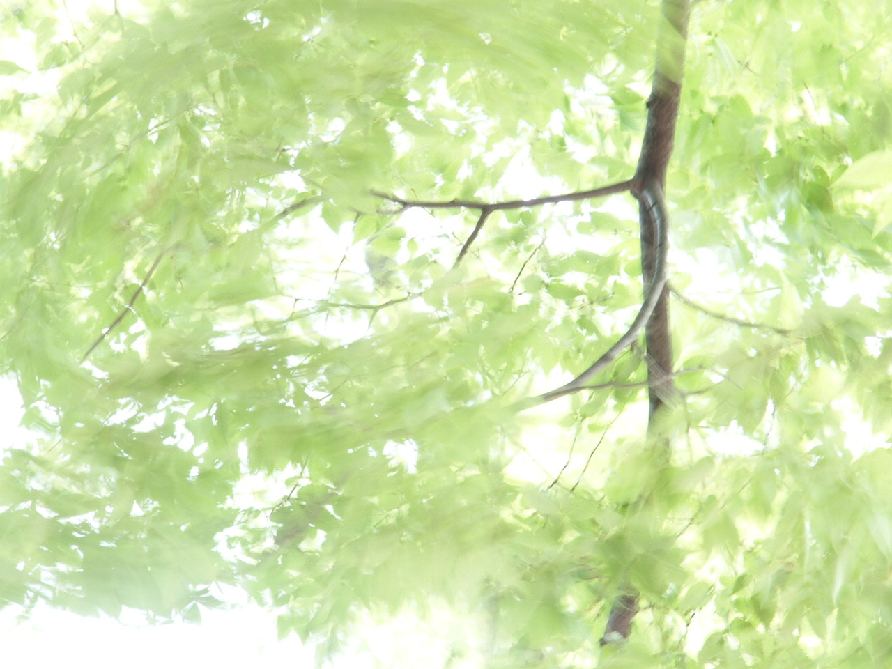 Olympus STYLUS1,1s sample photo. Windy photography