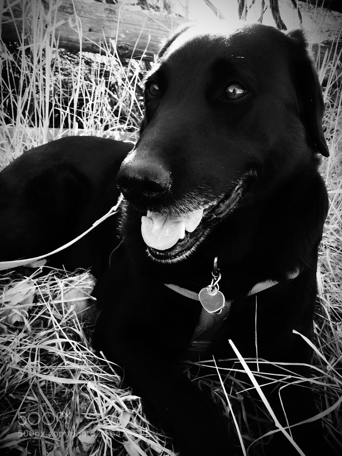 Apple iPod touch sample photo. Genuine  photography