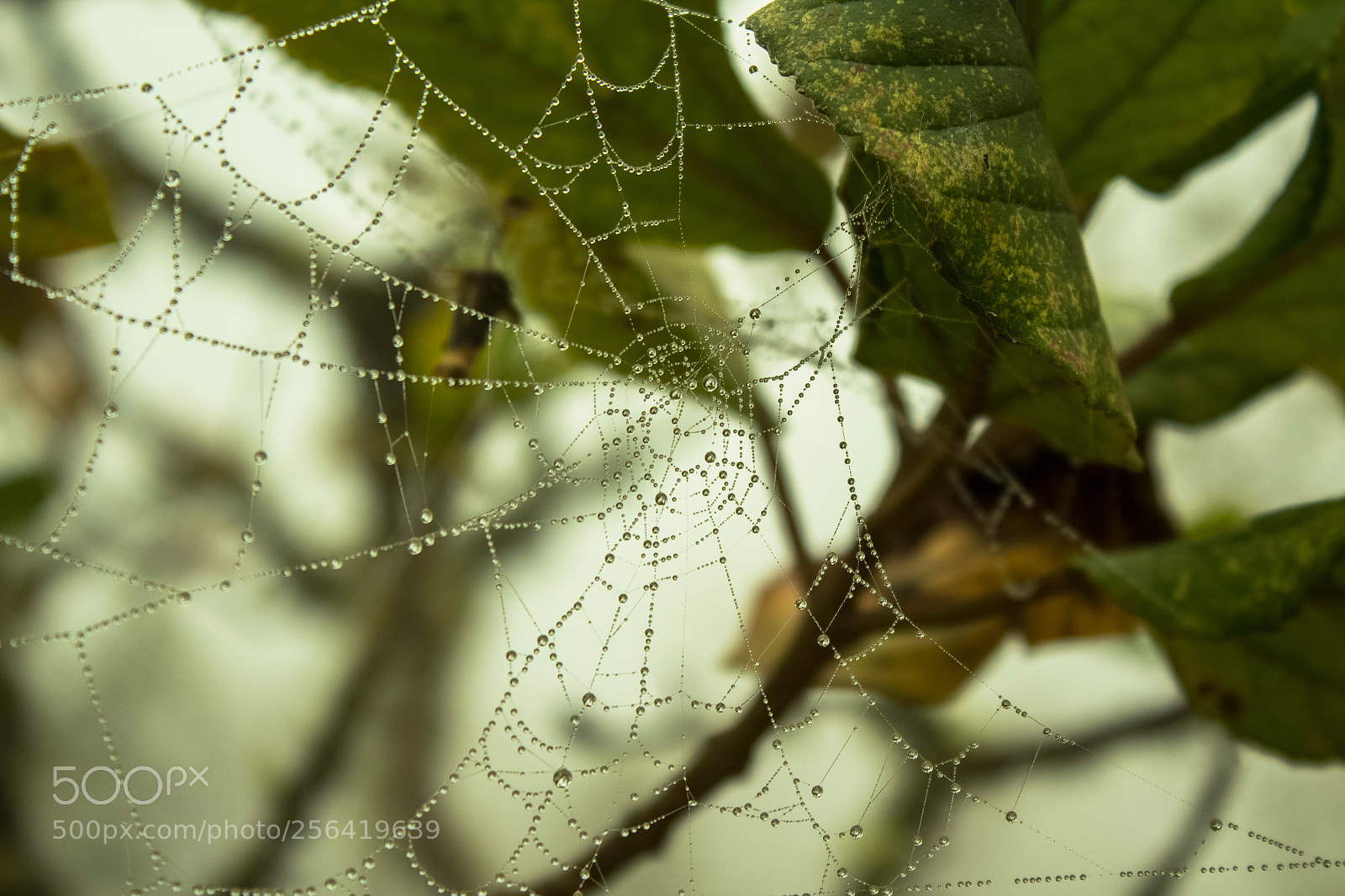 Canon EOS 1300D (EOS Rebel T6 / EOS Kiss X80) sample photo. Water webs  photography