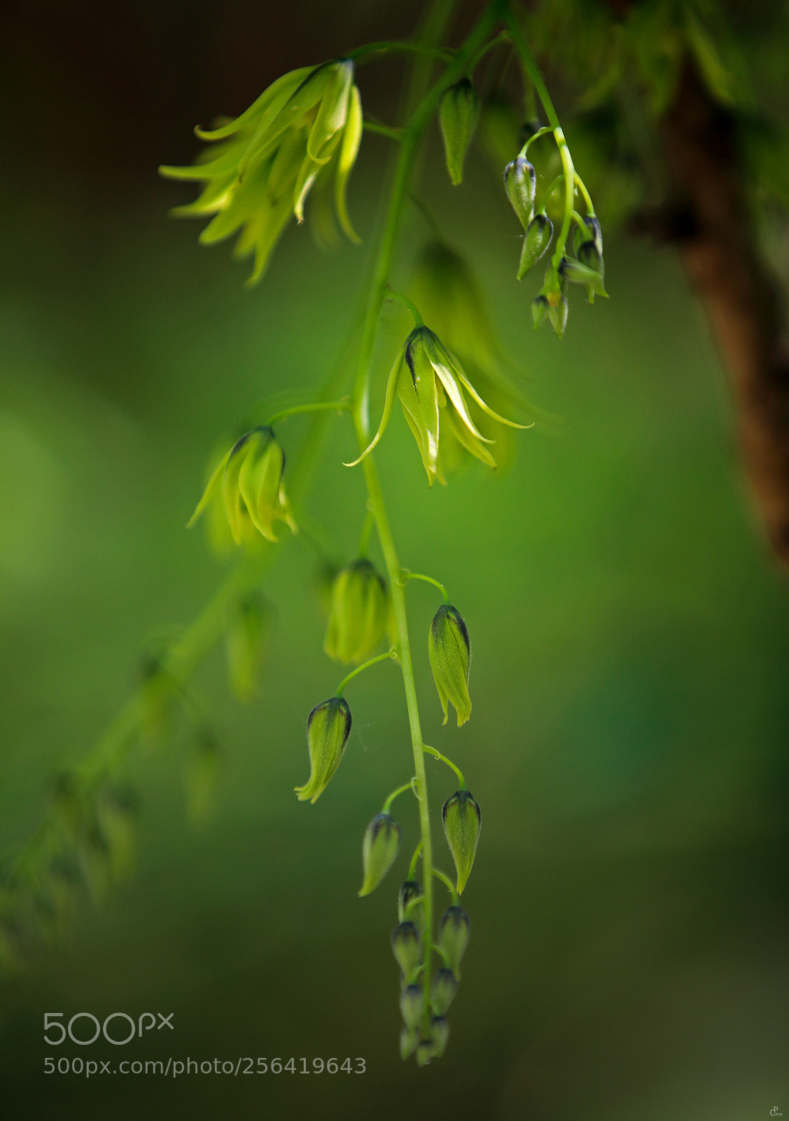 Canon EOS 5D Mark IV sample photo. Green progress... photography