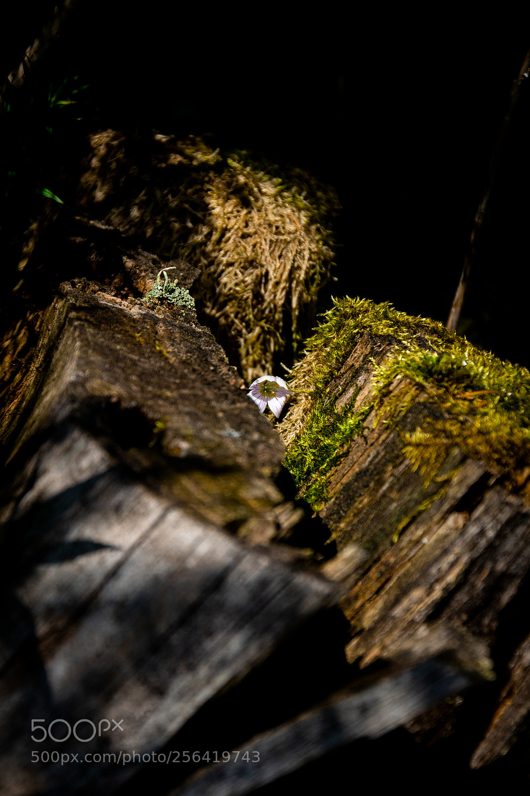 Canon EOS 700D (EOS Rebel T5i / EOS Kiss X7i) sample photo. Flower in treestump photography