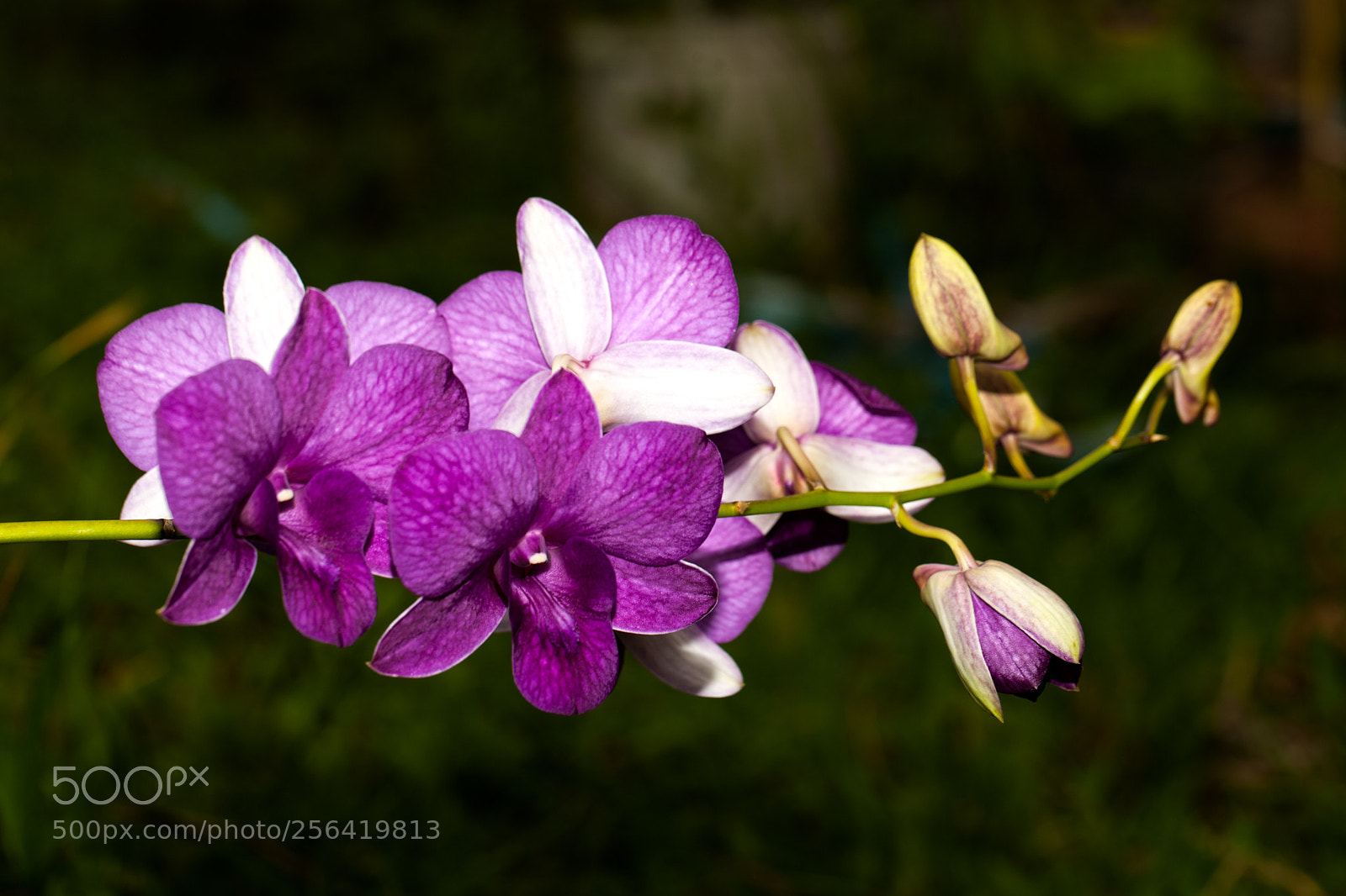 Canon EOS 5D Mark II sample photo. Untitled photography