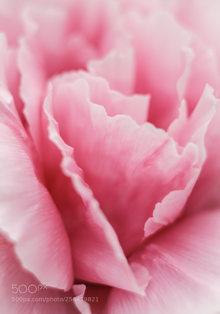 Canon EOS 6D sample photo. Untitled photography