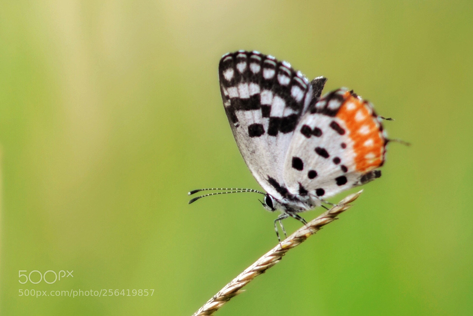 Nikon D5100 sample photo. Butterfly  photography