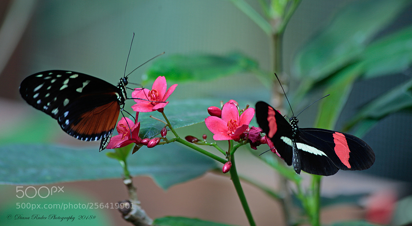 Canon EOS 6D sample photo. Fly with me photography
