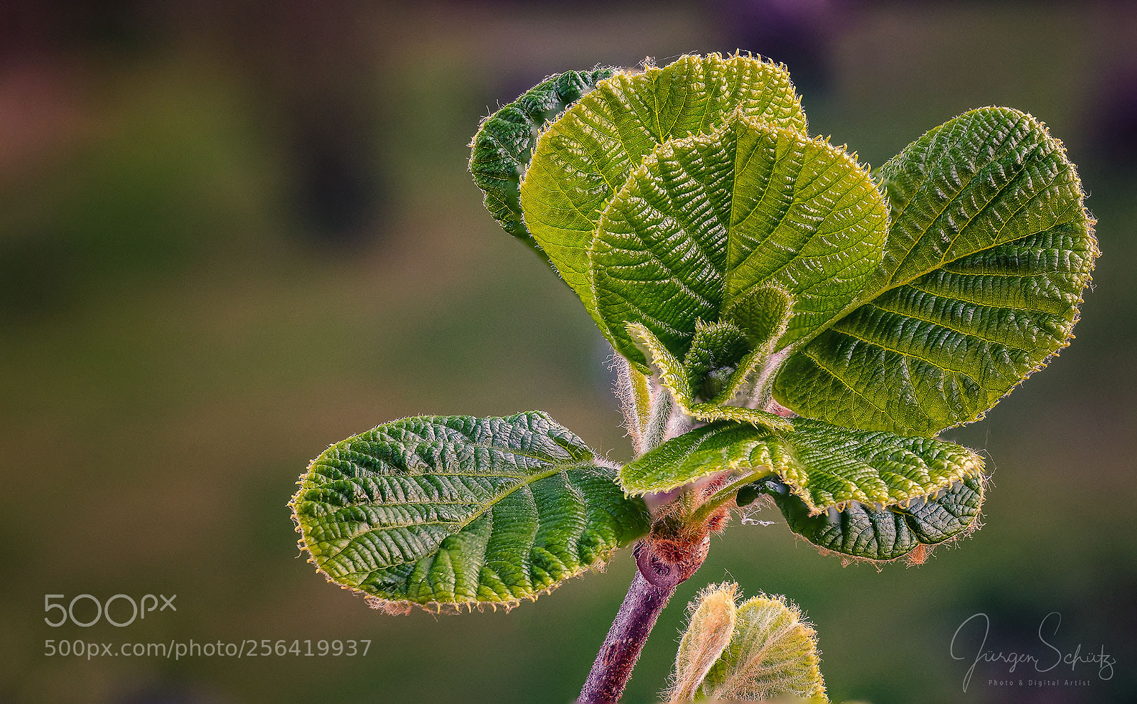 Sony a7 II sample photo. Kiwi leaf photography