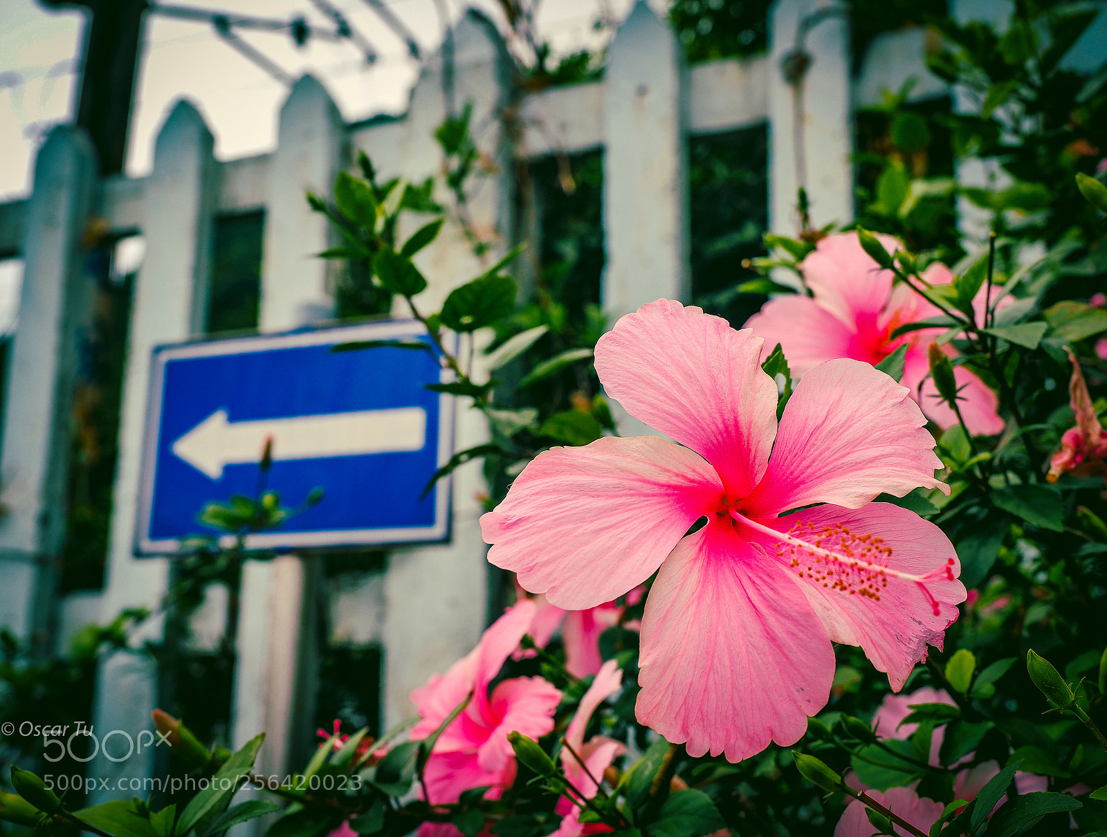 Olympus OM-D E-M1 Mark II sample photo. Untitled photography