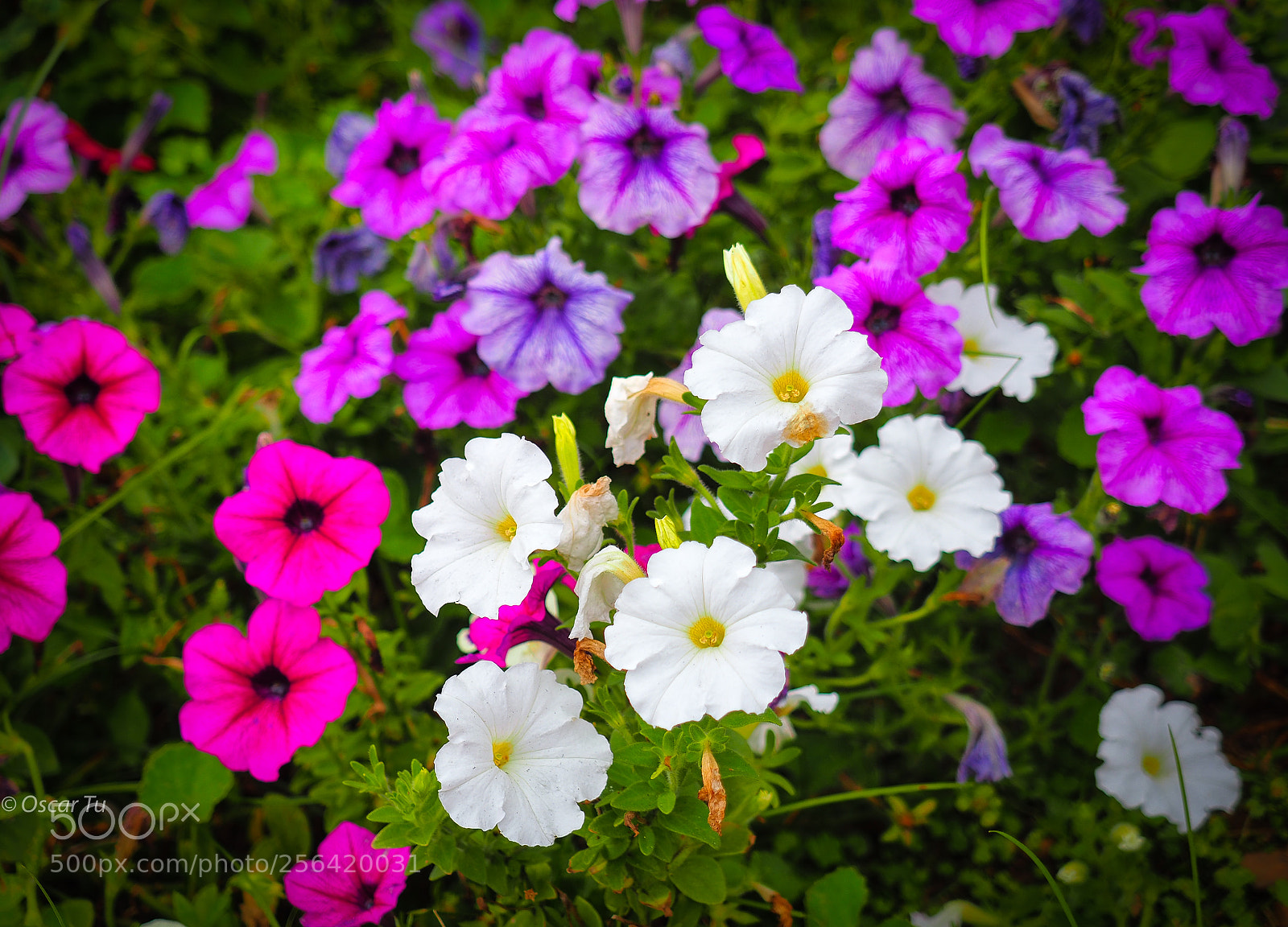 Olympus OM-D E-M1 Mark II sample photo. Untitled photography