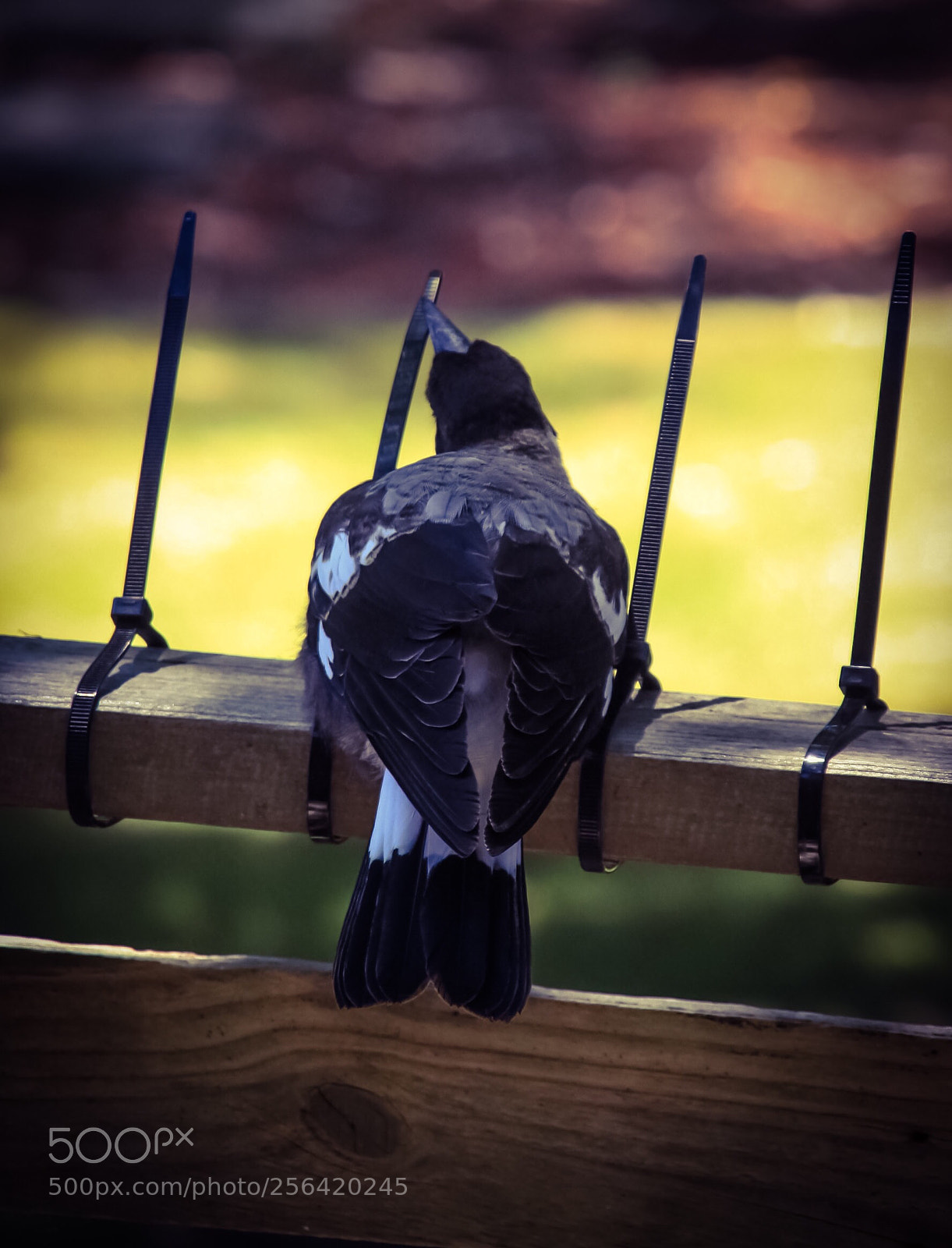 Canon EOS 50D sample photo. Defiance photography