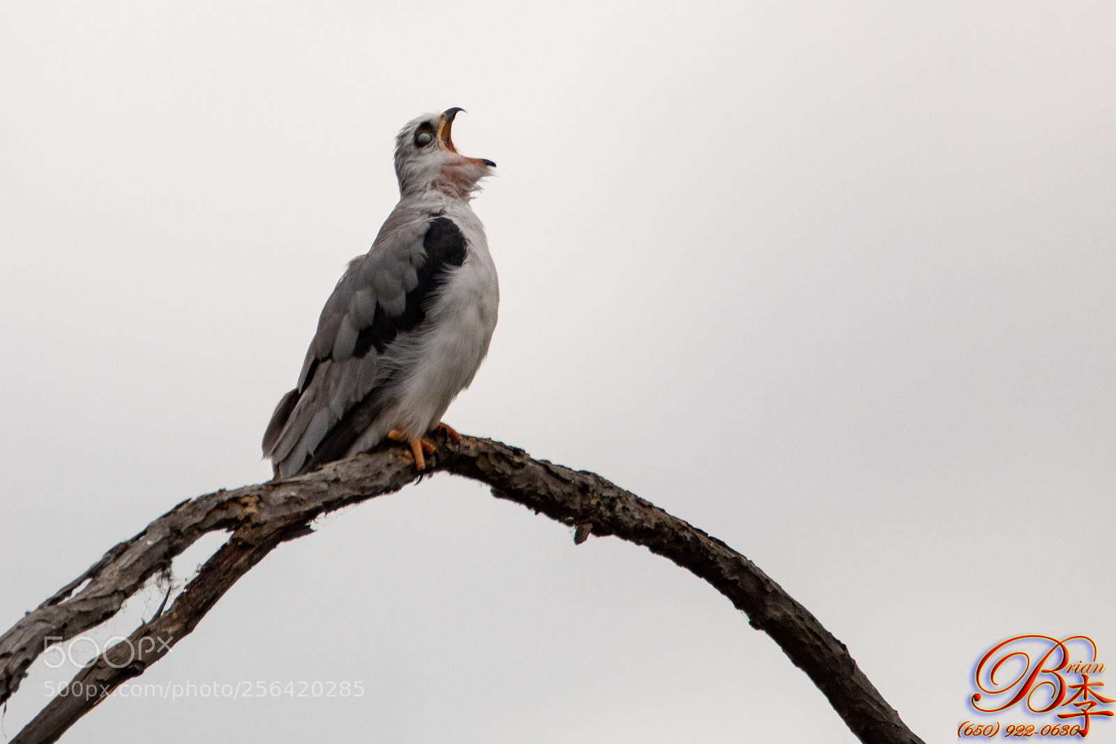 Canon EOS 5D Mark IV sample photo. Black shouldered kite photography