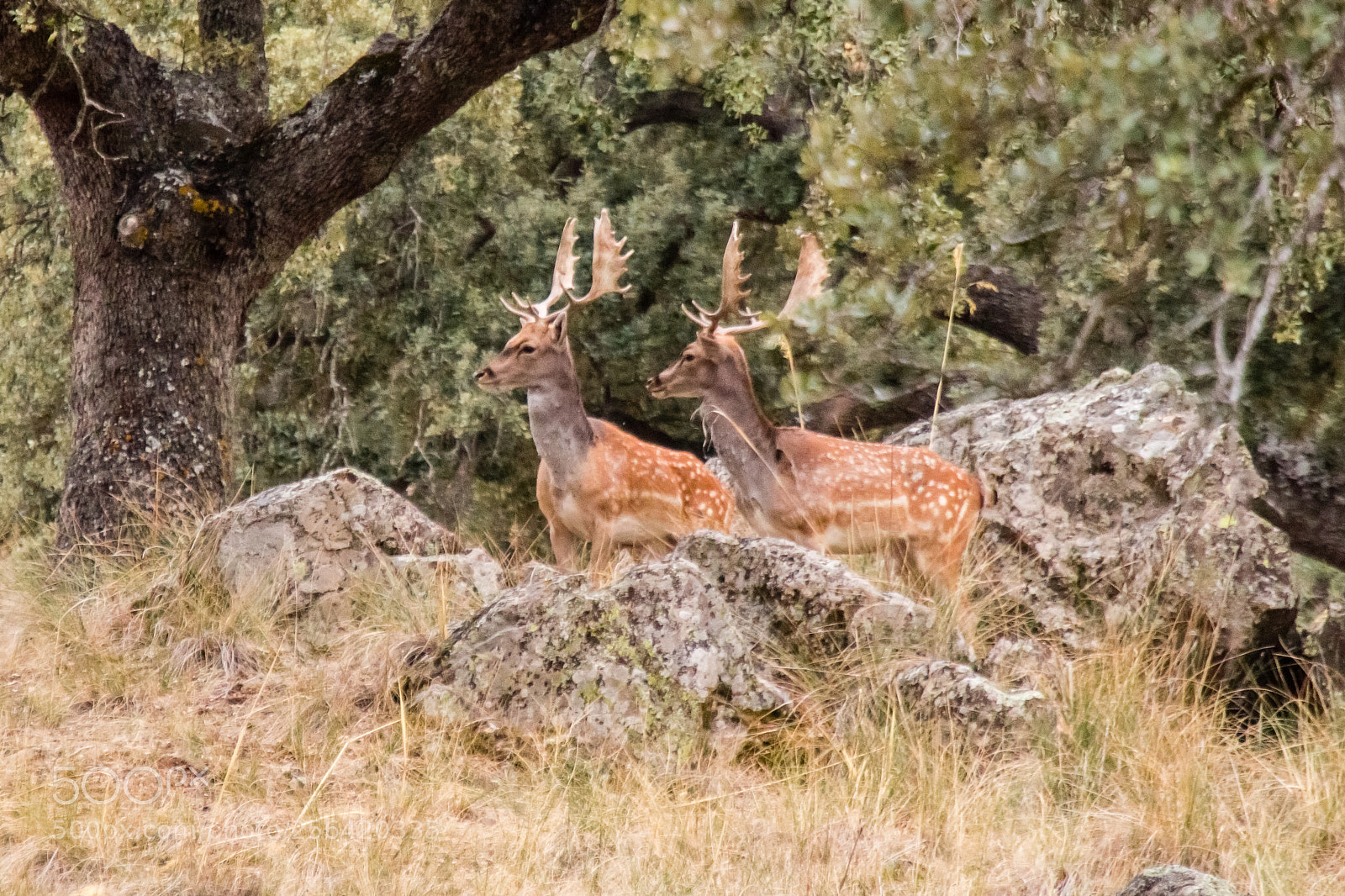 Canon EOS 60D sample photo. Two fallow deer in photography