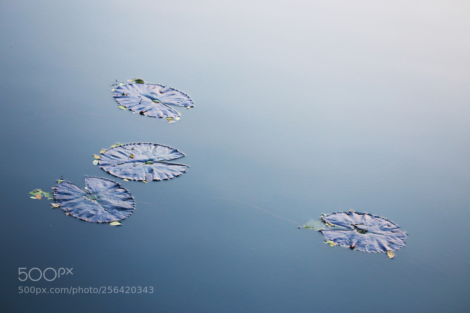 Canon EOS 6D sample photo. Lotus leaves photography